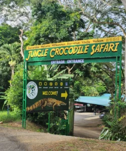 cocodrile-tour-jaco-costa-rica